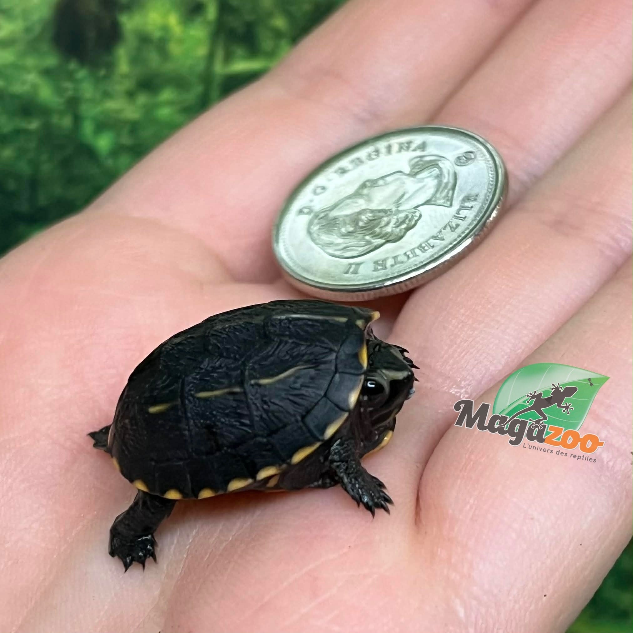 Magazoo Tortue de boue rayée   (tortue mud à trois lignes) fevrier 2026