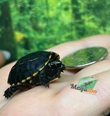 Magazoo Tortue de boue rayée   (tortue mud à trois lignes) fevrier 2026