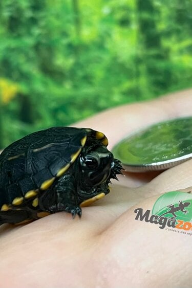Magazoo Three striped mud turtle ( Febuary 2026)
