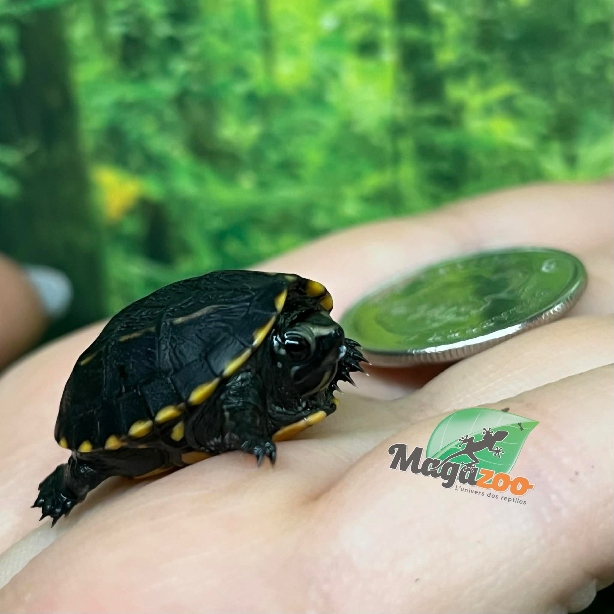 Magazoo Three striped mud turtle (Febuary 2026)
