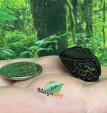 Magazoo Tortue de boue rayée  (tortue mud à trois lignes) Décembre 2025