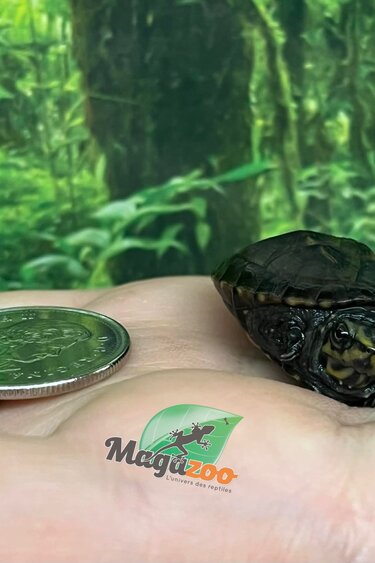 Magazoo Tortue de boue rayée  (tortue mud à trois lignes) Décembre 2025