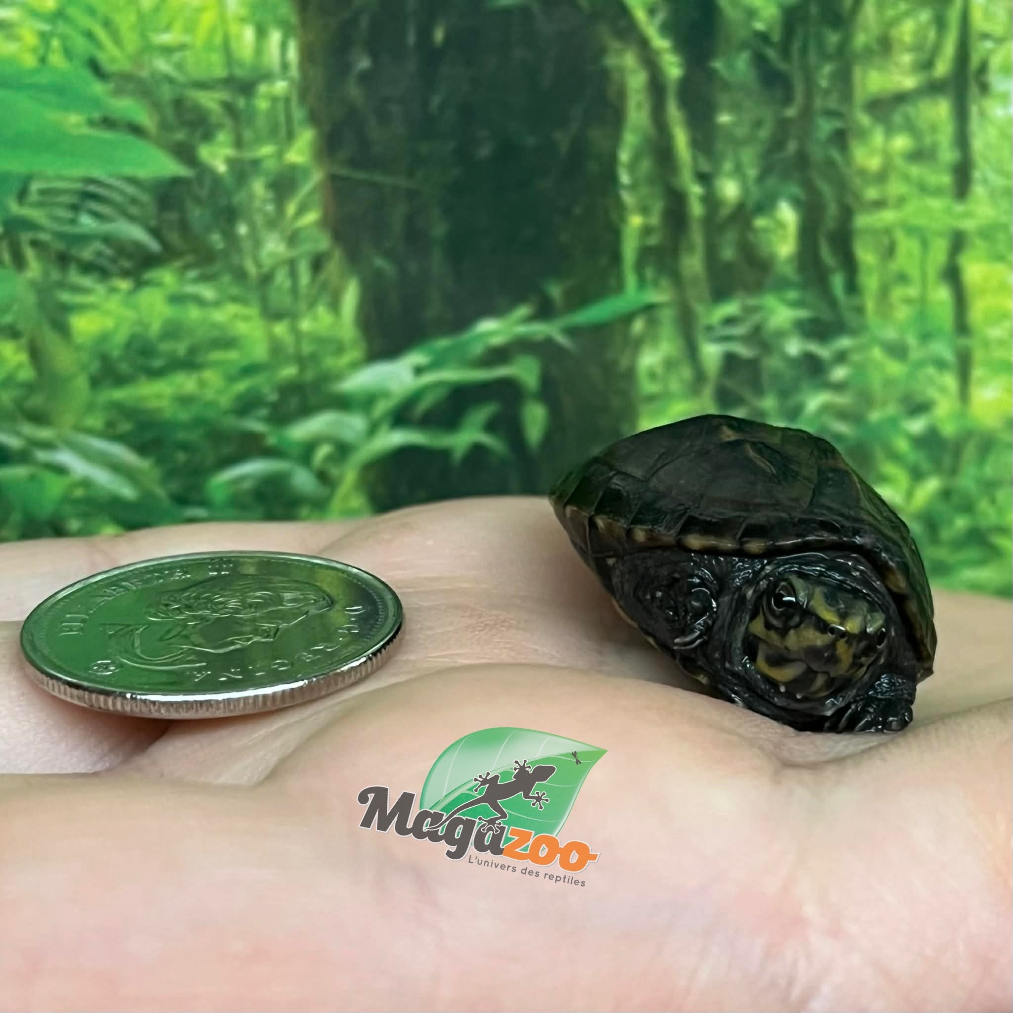 Magazoo Tortue de boue rayée  (tortue mud à trois lignes) Décembre 2025