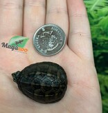 Magazoo Three striped mud turtle Decembre 2025