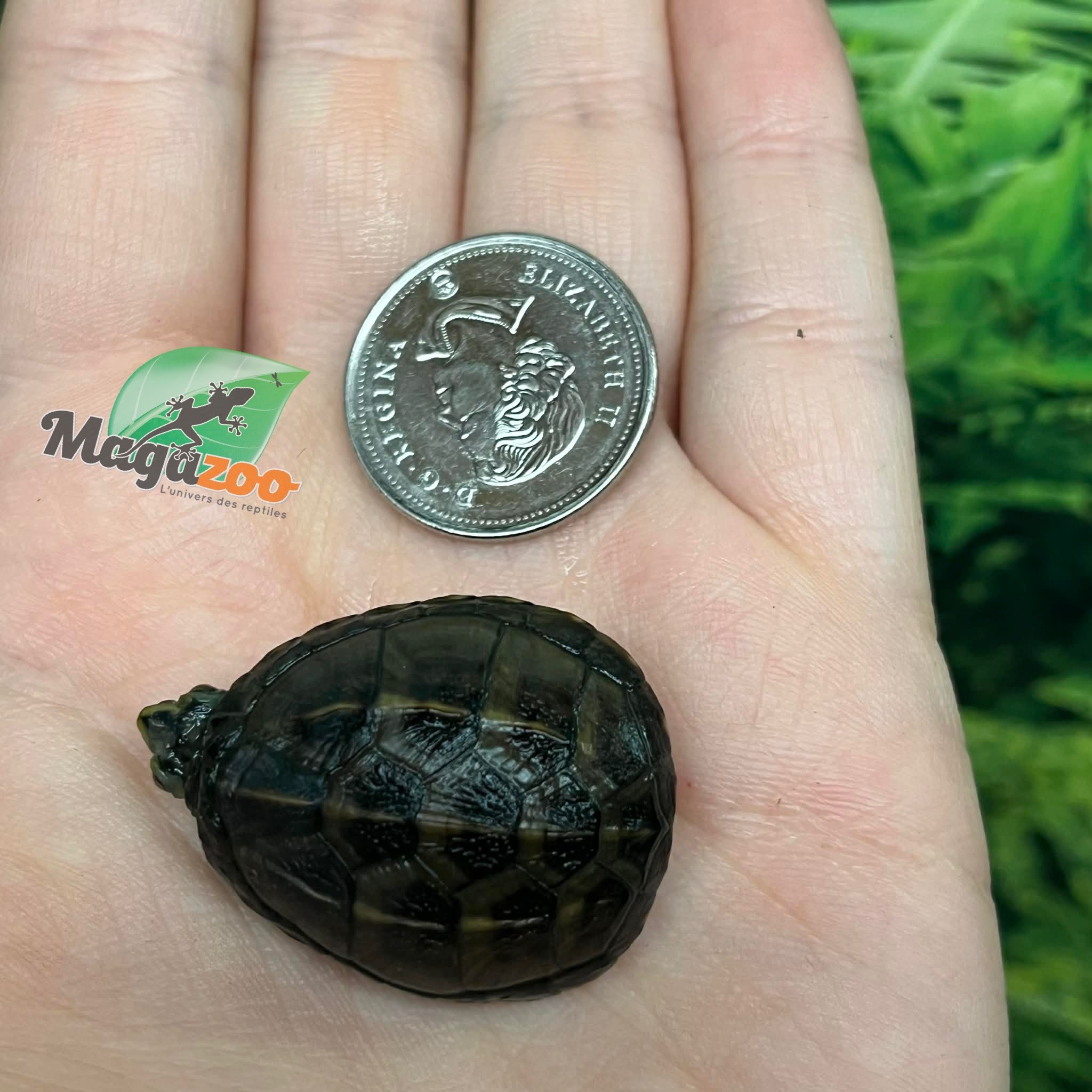 Magazoo Three striped mud turtle Decembre 2025