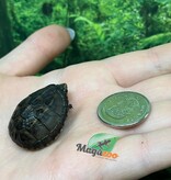 Magazoo Three striped mud turtle Decembre 2025