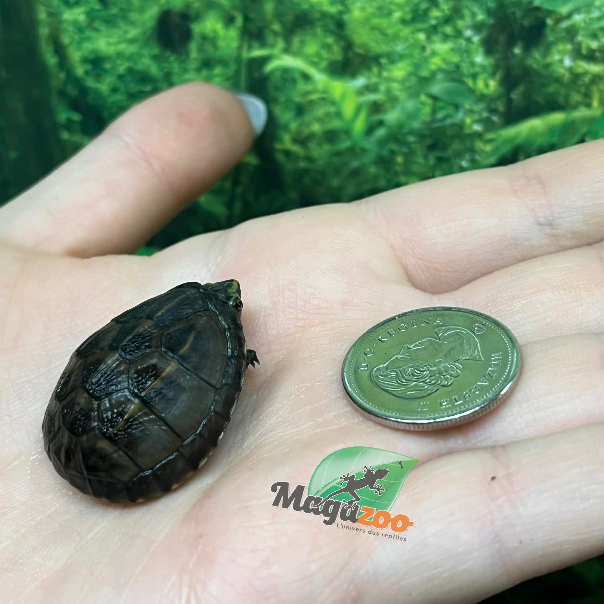 Magazoo Three striped mud turtle Decembre 2025