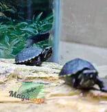 Magazoo Three striped mud turtle (Febuary 2026)