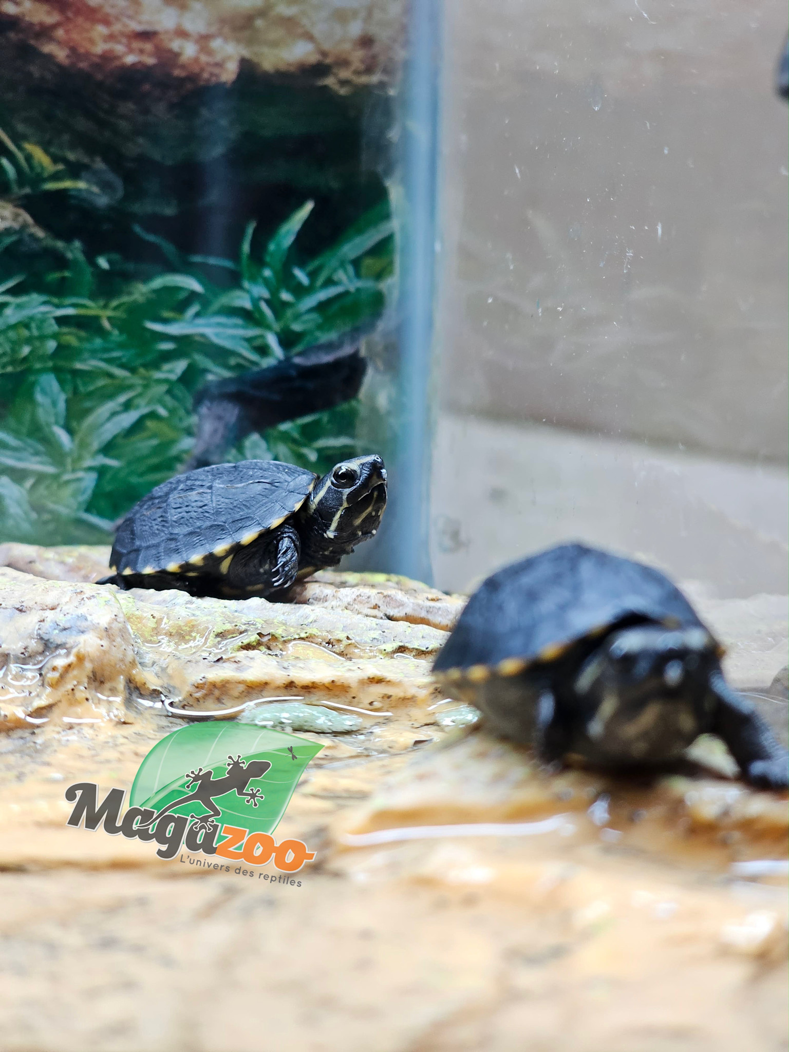 Magazoo Three striped mud turtle (Febuary 2026)