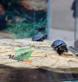 Magazoo Three striped mud turtle (Febuary 2026)
