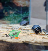 Magazoo Tortue de boue rayée   (tortue mud à trois lignes) fevrier 2026