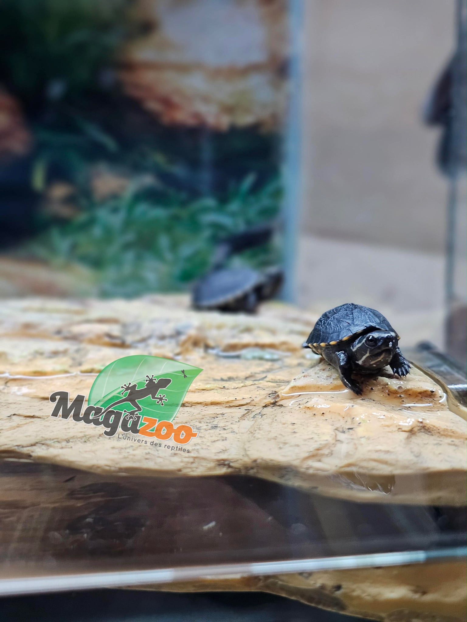 Magazoo Three striped mud turtle (Febuary 2026)