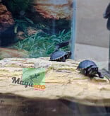 Magazoo Three striped mud turtle (Febuary 2026)
