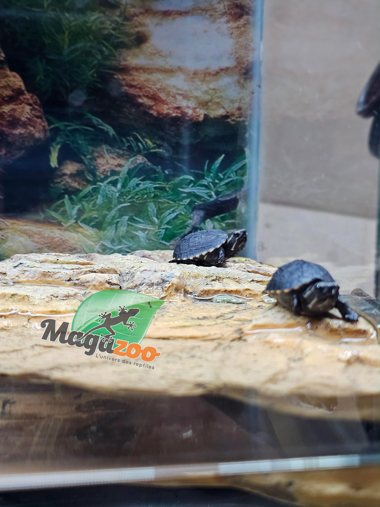 Magazoo Tortue de boue rayée   (tortue mud à trois lignes) fevrier 2026