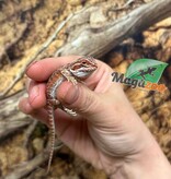 Magazoo 50% Red Monster Blue Bar Cross Hypo Bearded Dragon #2