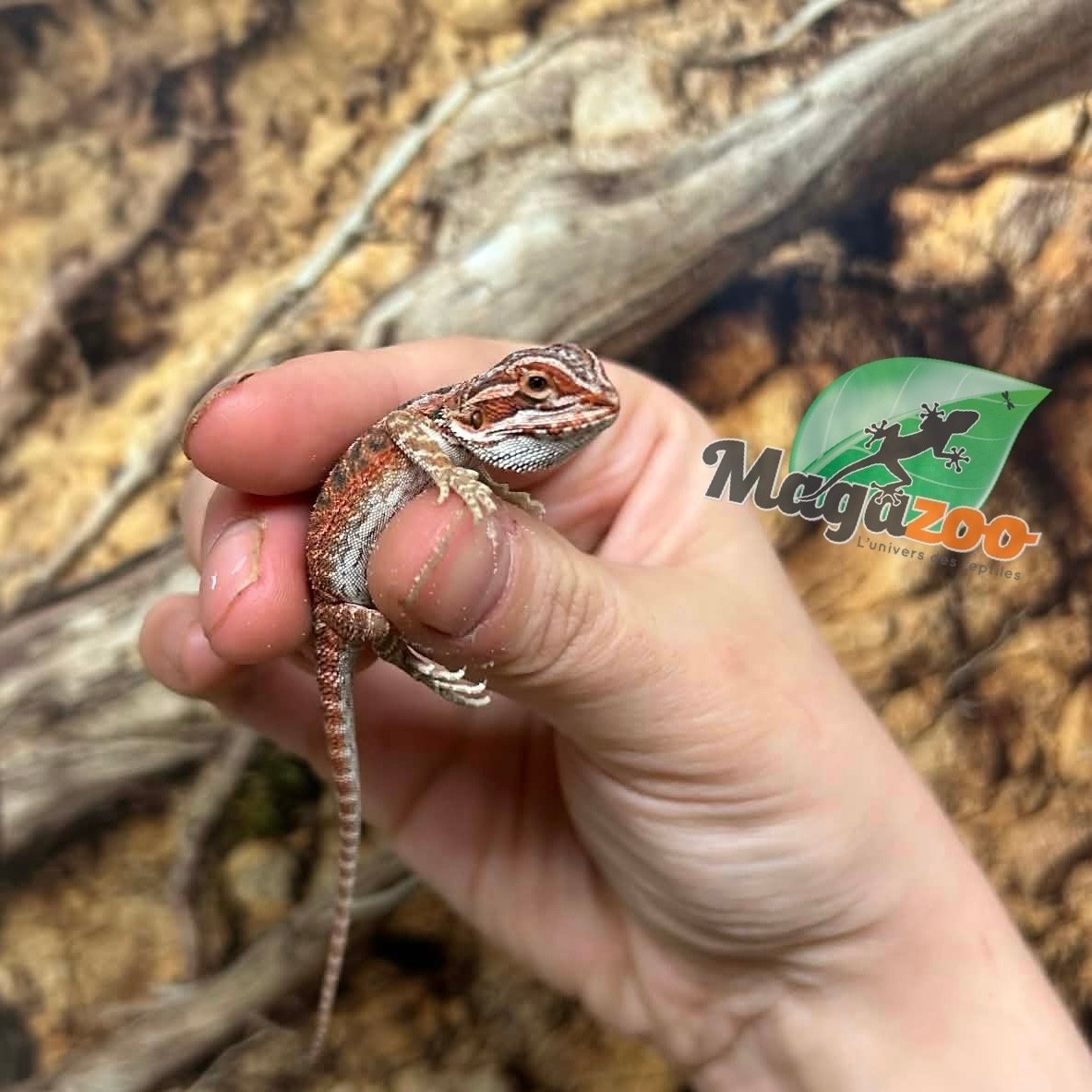 Magazoo Dragon barbu  50% Red Monster Blue Bar Cross Hypo  #2