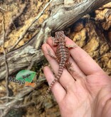 Magazoo Dragon barbu  50% Red Monster Blue Bar Cross Hypo  #2