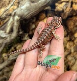 Magazoo 50% Red Monster Blue Bar Cross Hypo Bearded Dragon #2