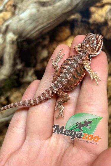 Magazoo Dragon barbu  50% Red Monster Blue Bar Cross Hypo  #2