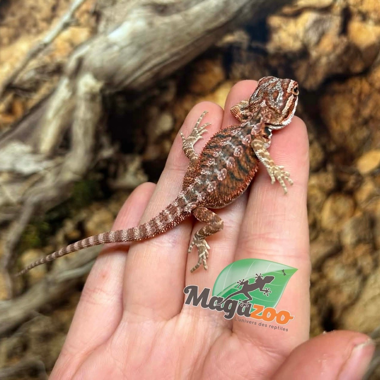 Magazoo Dragon barbu  50% Red Monster Blue Bar Cross Hypo  #2