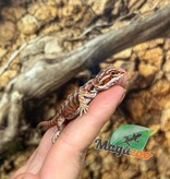 Magazoo Dragon barbu  50% Red Monster Blue Bar Cross Hypo  #2