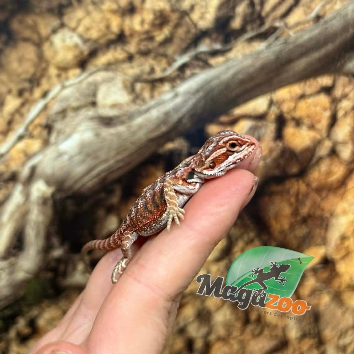 Magazoo 50% Red Monster Blue Bar Cross Hypo Bearded Dragon #2