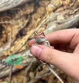 Magazoo Dragon barbu  50% Red Monster Blue Bar Cross Hypo  #2