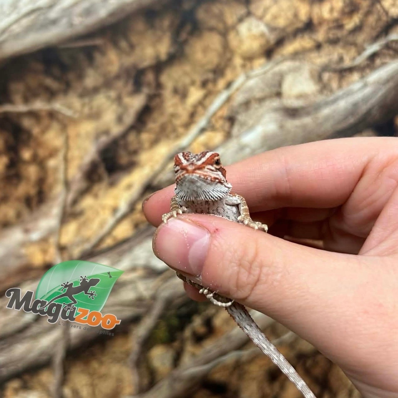 Magazoo 50% Red Monster Blue Bar Cross Hypo Bearded Dragon #2