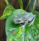 Magazoo Super Snowflake White's tree frog #1