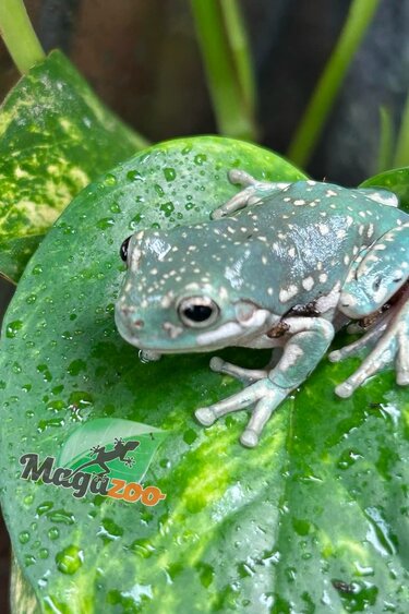 Magazoo Super Snowflake White's tree frog #1