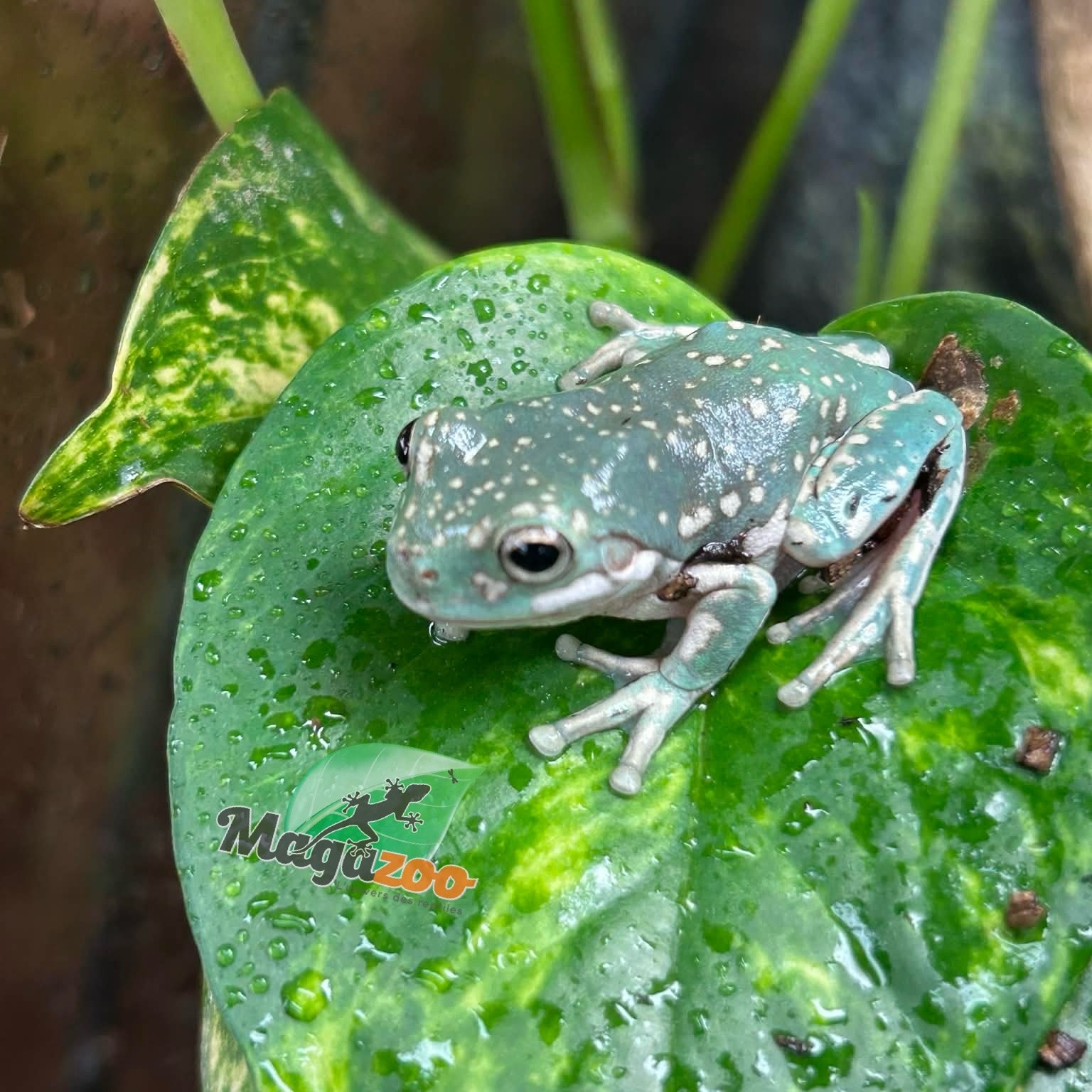 Magazoo Super Snowflake White's tree frog #1