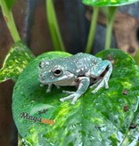 Magazoo Super Snowflake White's tree frog #1