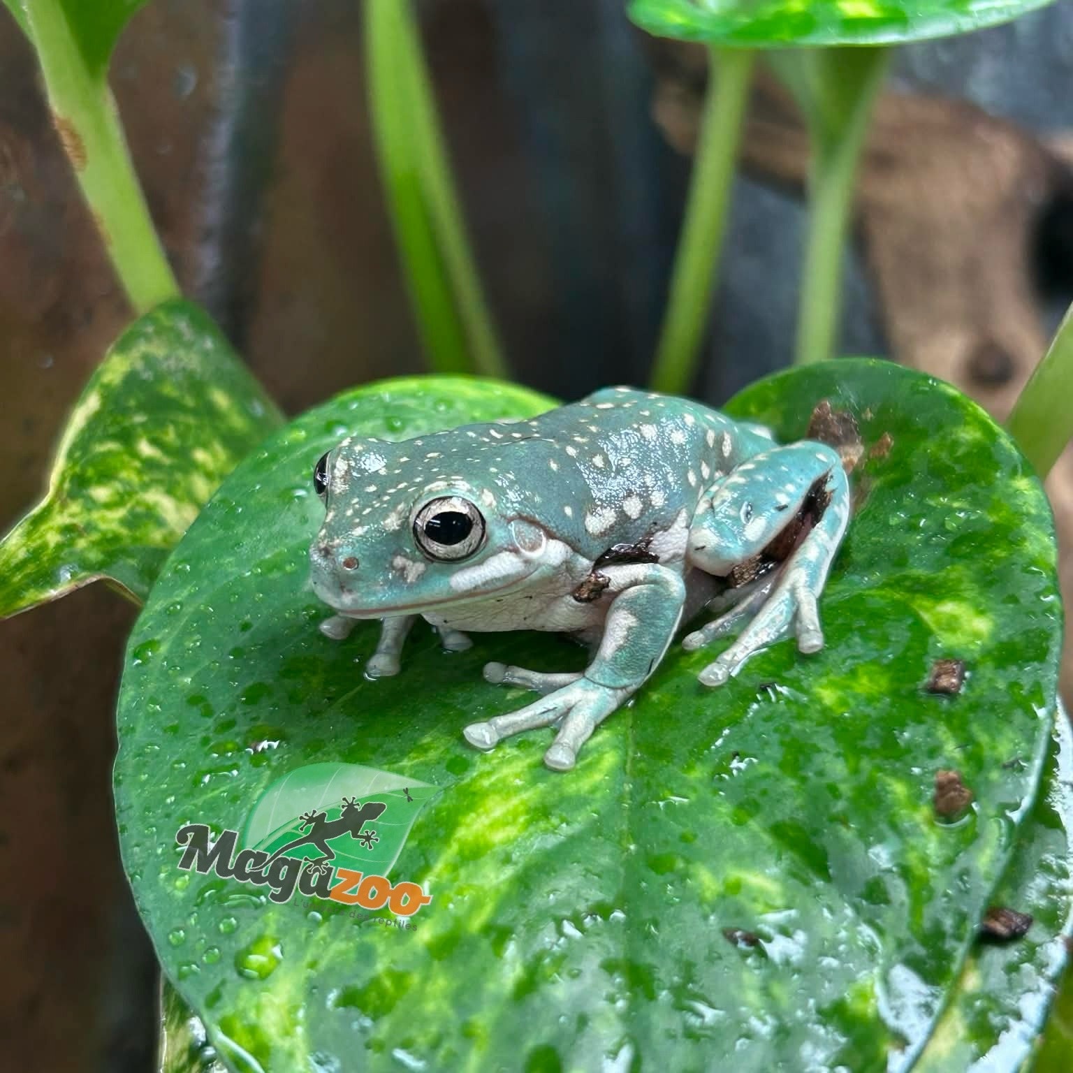 Magazoo Super Snowflake White's tree frog #1