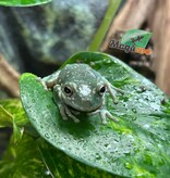 Magazoo Super Snowflake White's tree frog #1