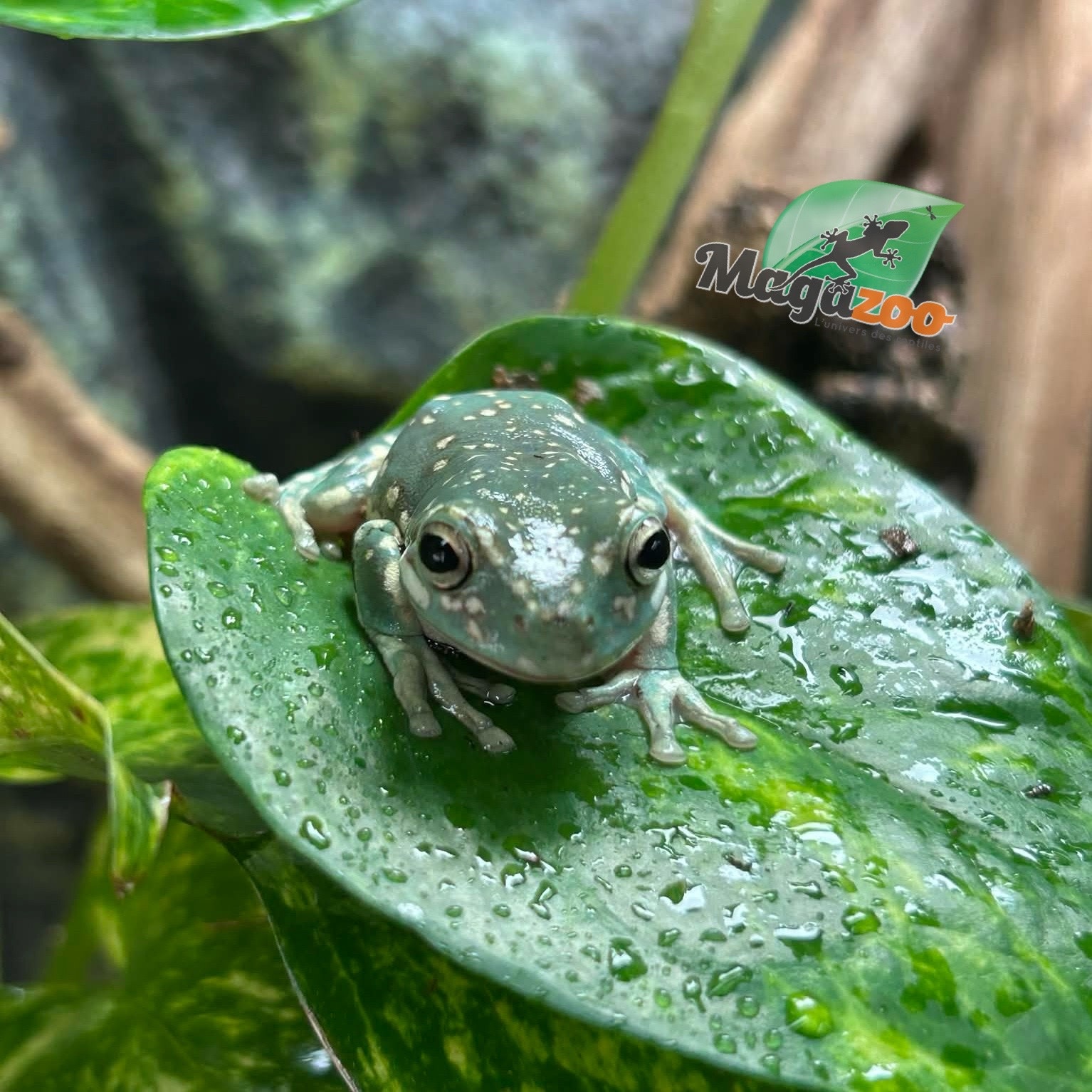 Magazoo Super Snowflake White's tree frog #1