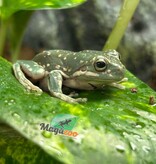 Magazoo Super Snowflake White's tree frog #1