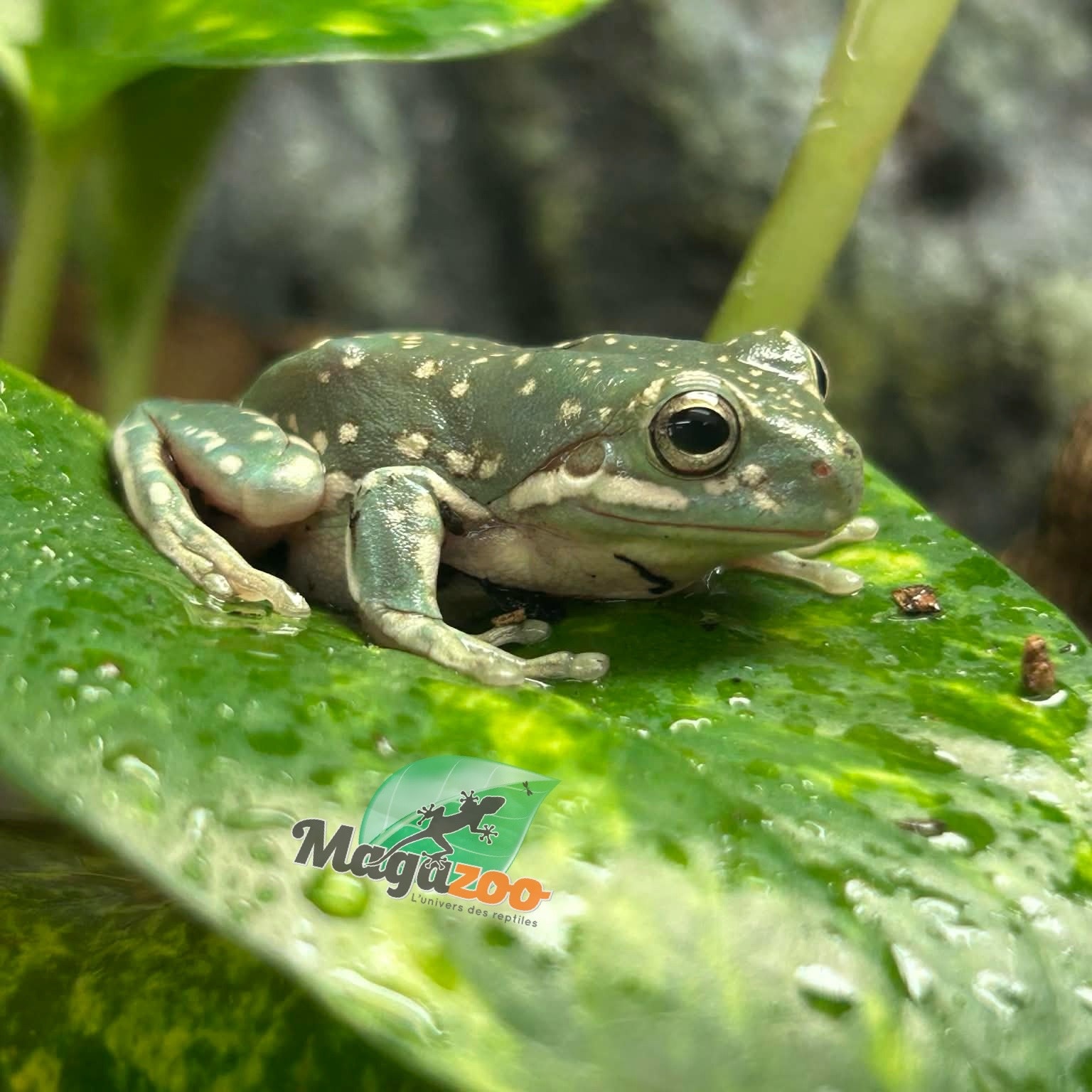 Magazoo Super Snowflake White's tree frog #1
