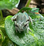 Magazoo Super Snowflake White's tree frog #1