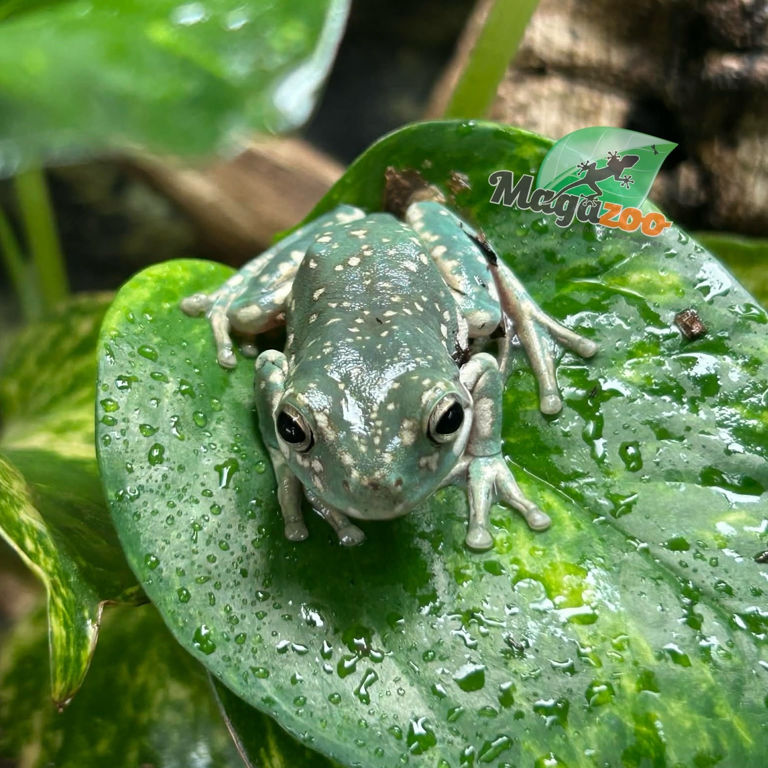 Magazoo Super Snowflake White's tree frog #1