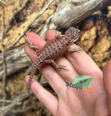 Magazoo Dragon barbu  50% Red Monster Blue Bar Cross Hypo #3