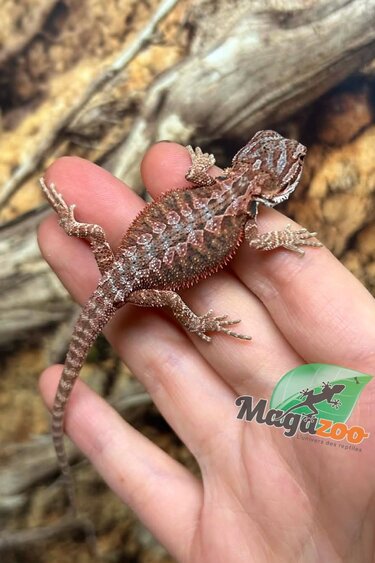 Magazoo 50% Red Monster Blue Bar Cross Hypo Bearded Dragon #3
