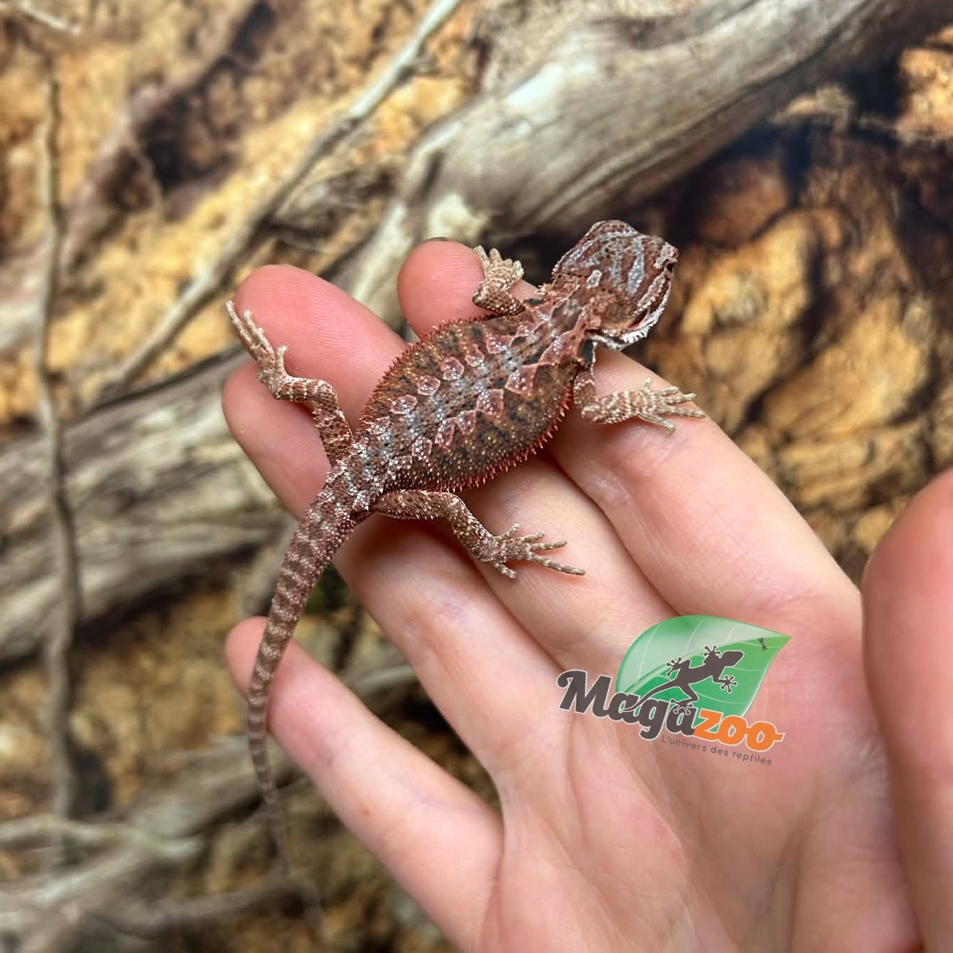 Magazoo 50% Red Monster Blue Bar Cross Hypo Bearded Dragon #3