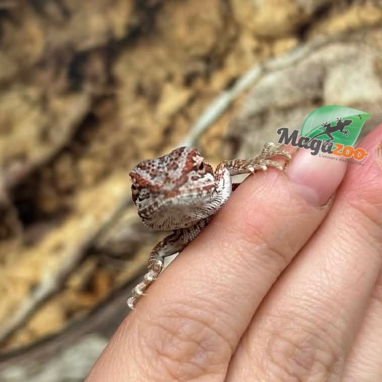 Magazoo 50% Red Monster Blue Bar Cross Hypo Bearded Dragon #3