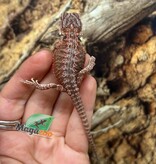 Magazoo 50% Red Monster Blue Bar Cross Hypo Bearded Dragon #3