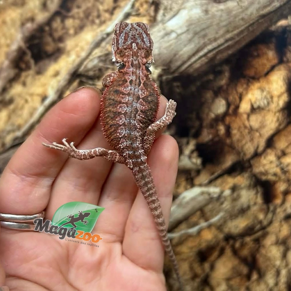 Magazoo 50% Red Monster Blue Bar Cross Hypo Bearded Dragon #3