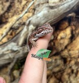 Magazoo 50% Red Monster Blue Bar Cross Hypo Bearded Dragon #3