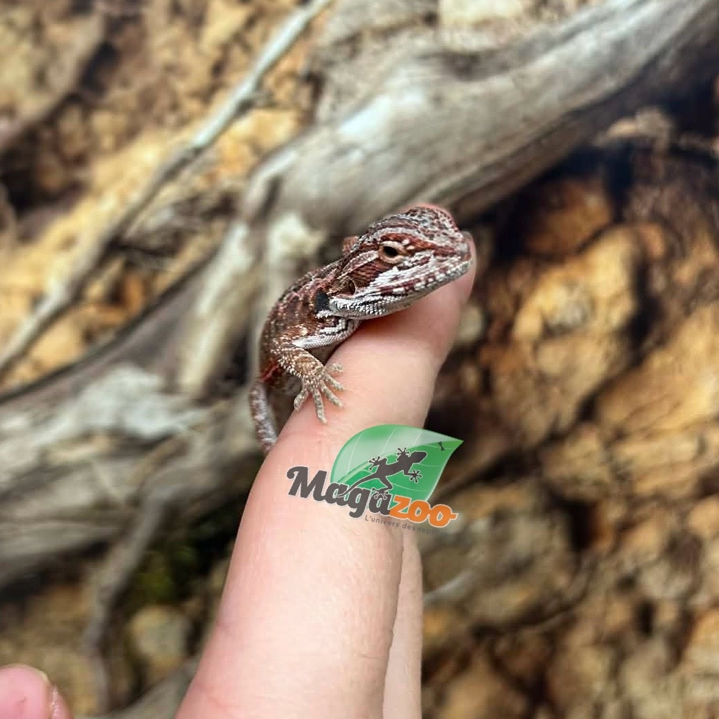 Magazoo Dragon barbu  50% Red Monster Blue Bar Cross Hypo #3