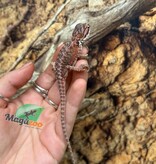 Magazoo Dragon barbu  50% Red Monster Blue Bar Cross Hypo #3