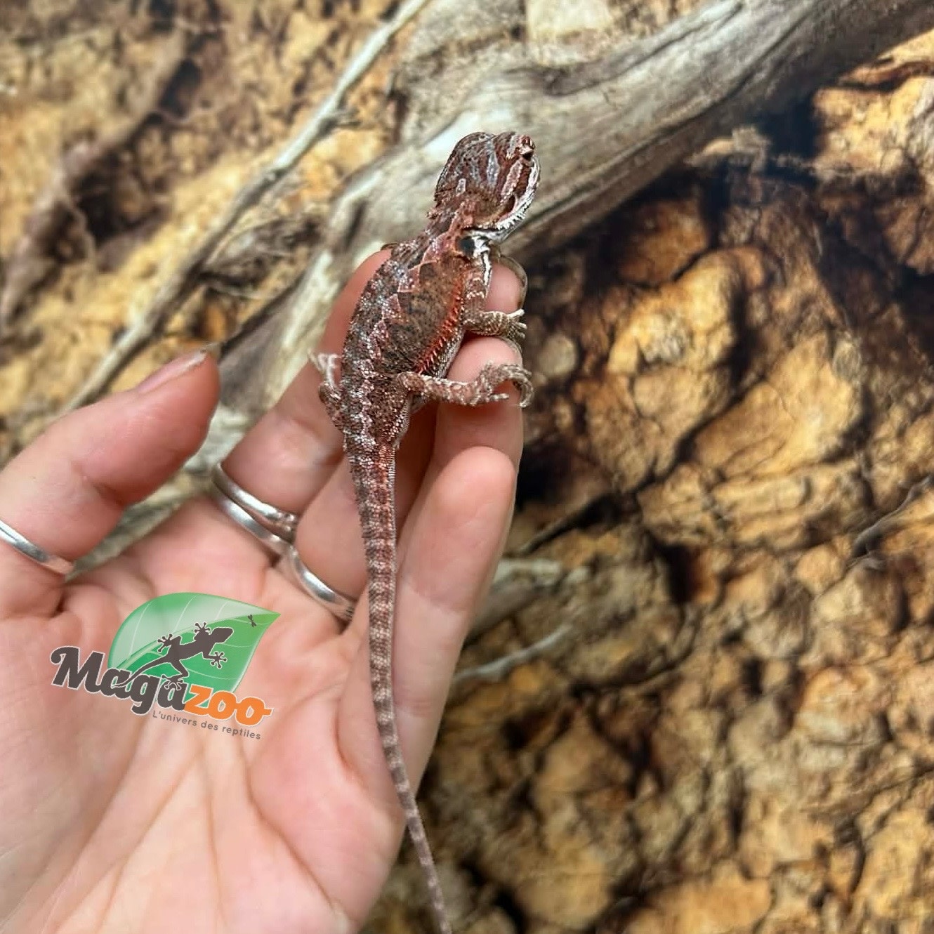 Magazoo 50% Red Monster Blue Bar Cross Hypo Bearded Dragon #3