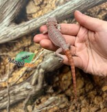 Magazoo Hypo translucent 50% Red Monster Blue Bar Cross Bearded Dragon #1